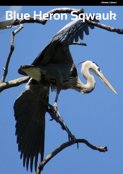 Blue Heron Sqwauk April 2014