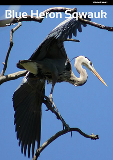 Blue Heron Sqwauk