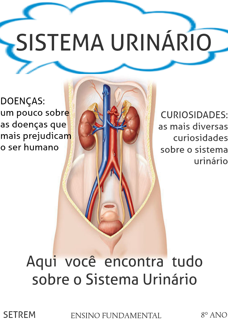 Sistema Urinário Sistema Urinário