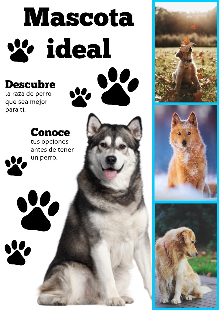 Mascota Ideal Editada por Diana La Rosa