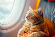 Orange cat looking out an airplane window