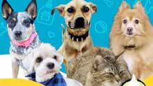 Collage of dogs and cats on a bright blue background from the Wangz Petlife article.