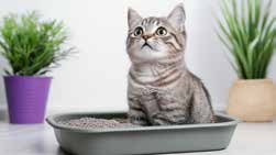 Cat sitting in a litter tray with potted plants nearby
