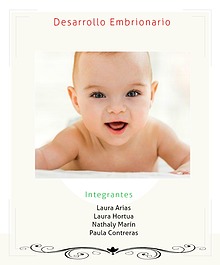 Desarrollo embrionario