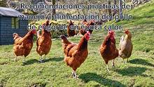 Recomendaciones prácticas de manejo y alimentación del pollo de engor