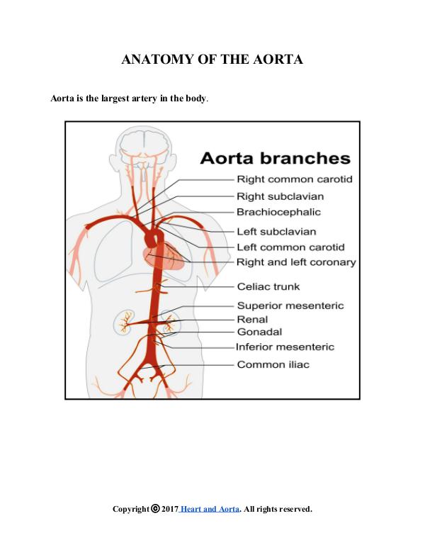 ANATOMY OF THE AORTA