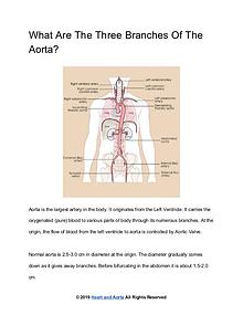 Heart and Aorta