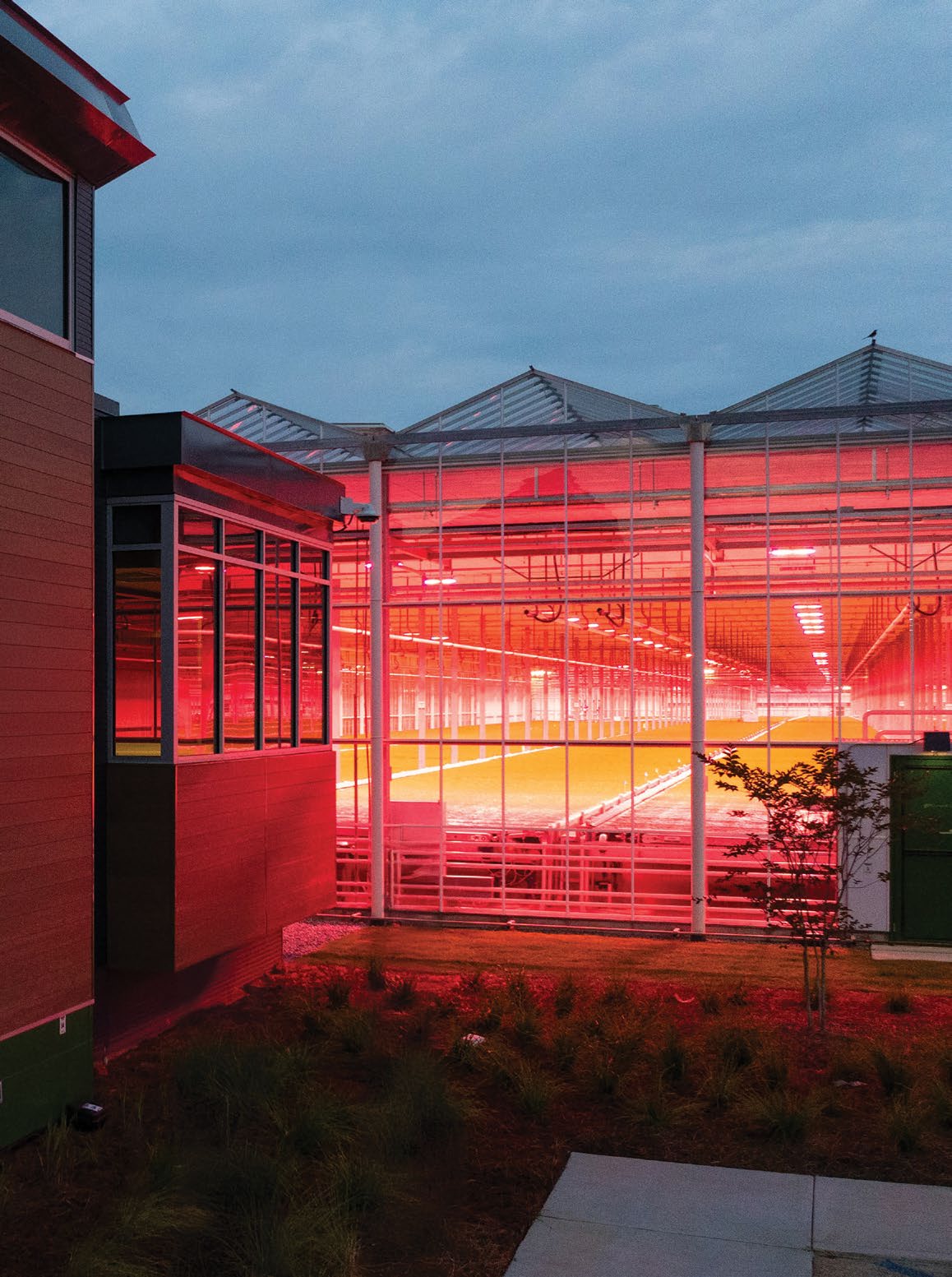 Exterior view of a large, modern greenhouse facility at dusk, illuminated internally with intense red/pink grow lights