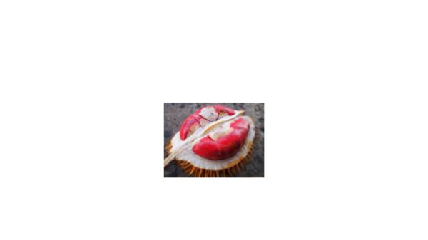 PROMO!!!, WA +62 822-2605-3504, Jual Bibit Durian Bawor Di Jakarta Presentation3