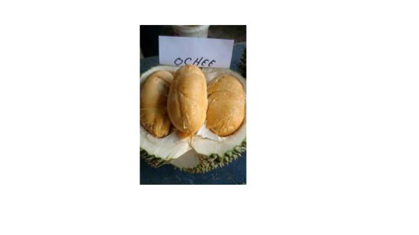 PROMO!!!, WA +62 822-2605-3504, Jual Bibit Durian Bawor Di Jakarta Presentation1