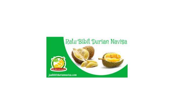 PROMO!!!, WA +62 822-2605-3504, Jual Bibit Durian Bawor Di Jakarta Presentation4