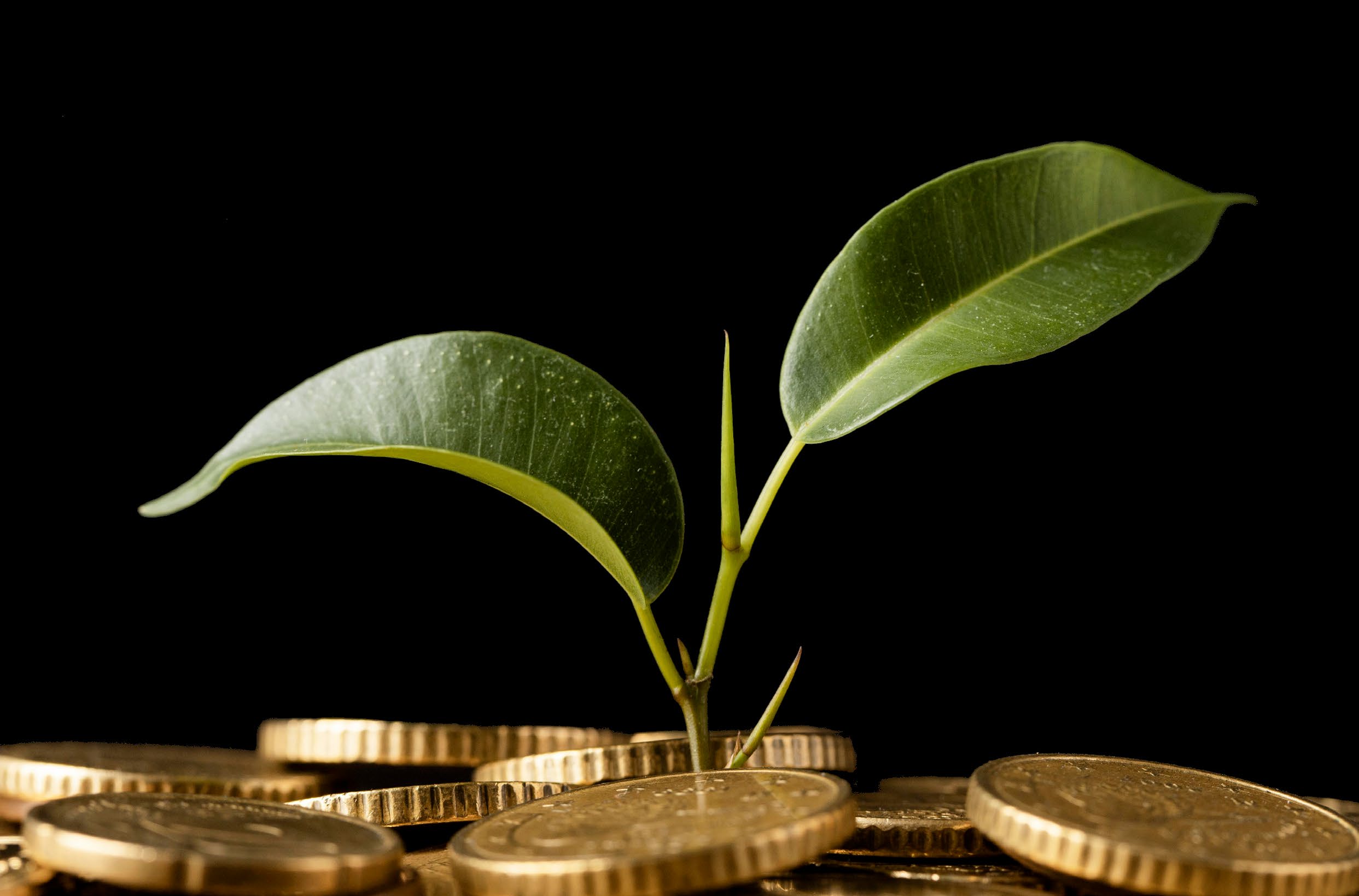 A small green plant sprout growing out from between a pile of gold coins
