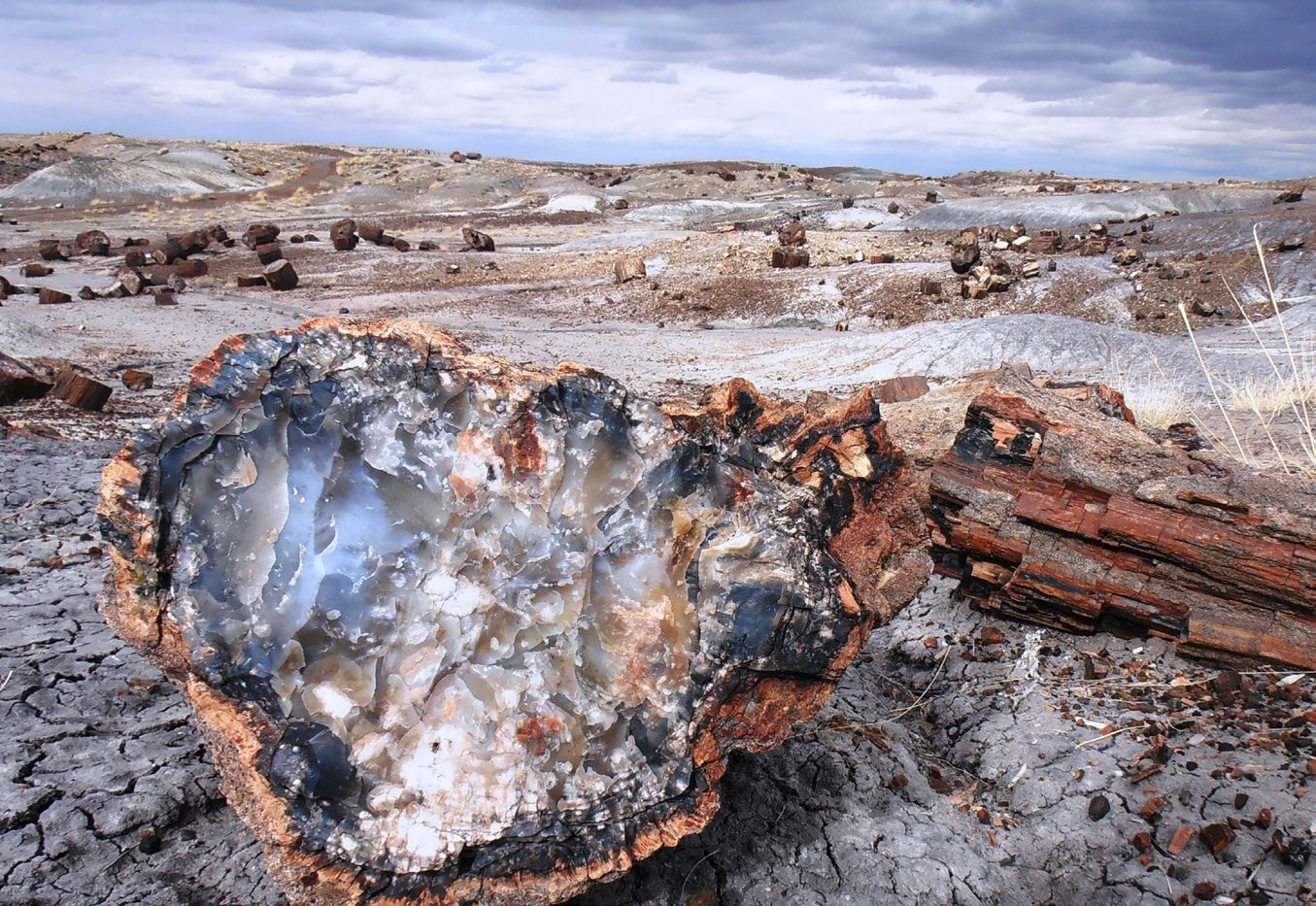 Fossilised tree trunk in Namibia