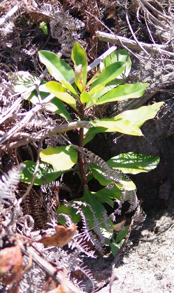 Close-up of a young green Clanwilliam cedar seedling growing among rocks