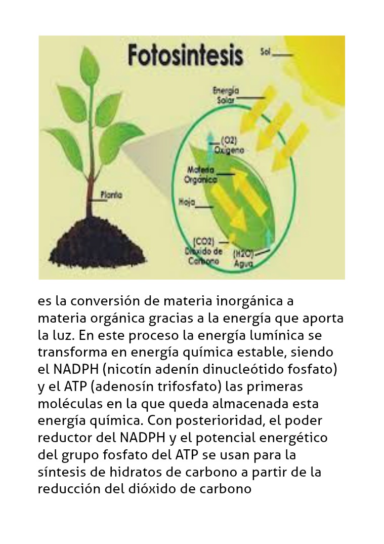 La fotosintesis La fotosintesis
