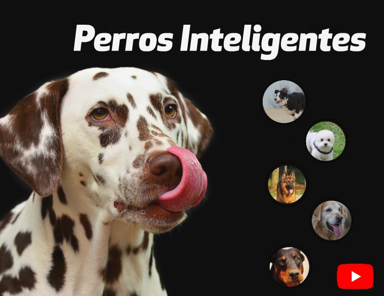 Perros inteligentes plantilla