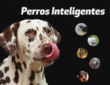 Perros