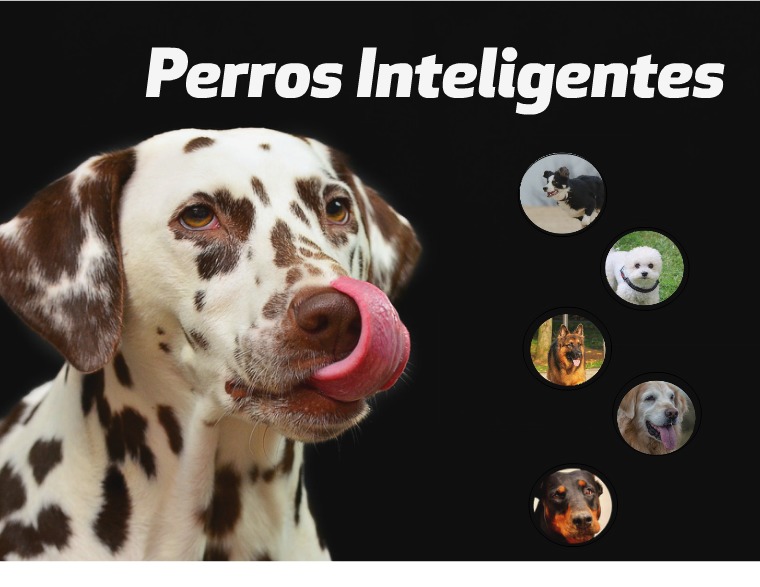 Trabajo de clase Perros Inteligentes plantilla