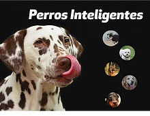 Trabajo de clase Perros Inteligentes