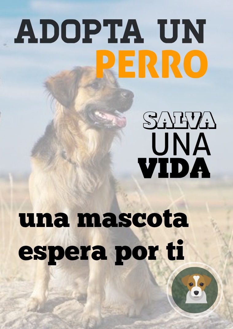 ADOPTA UN PERRO 1