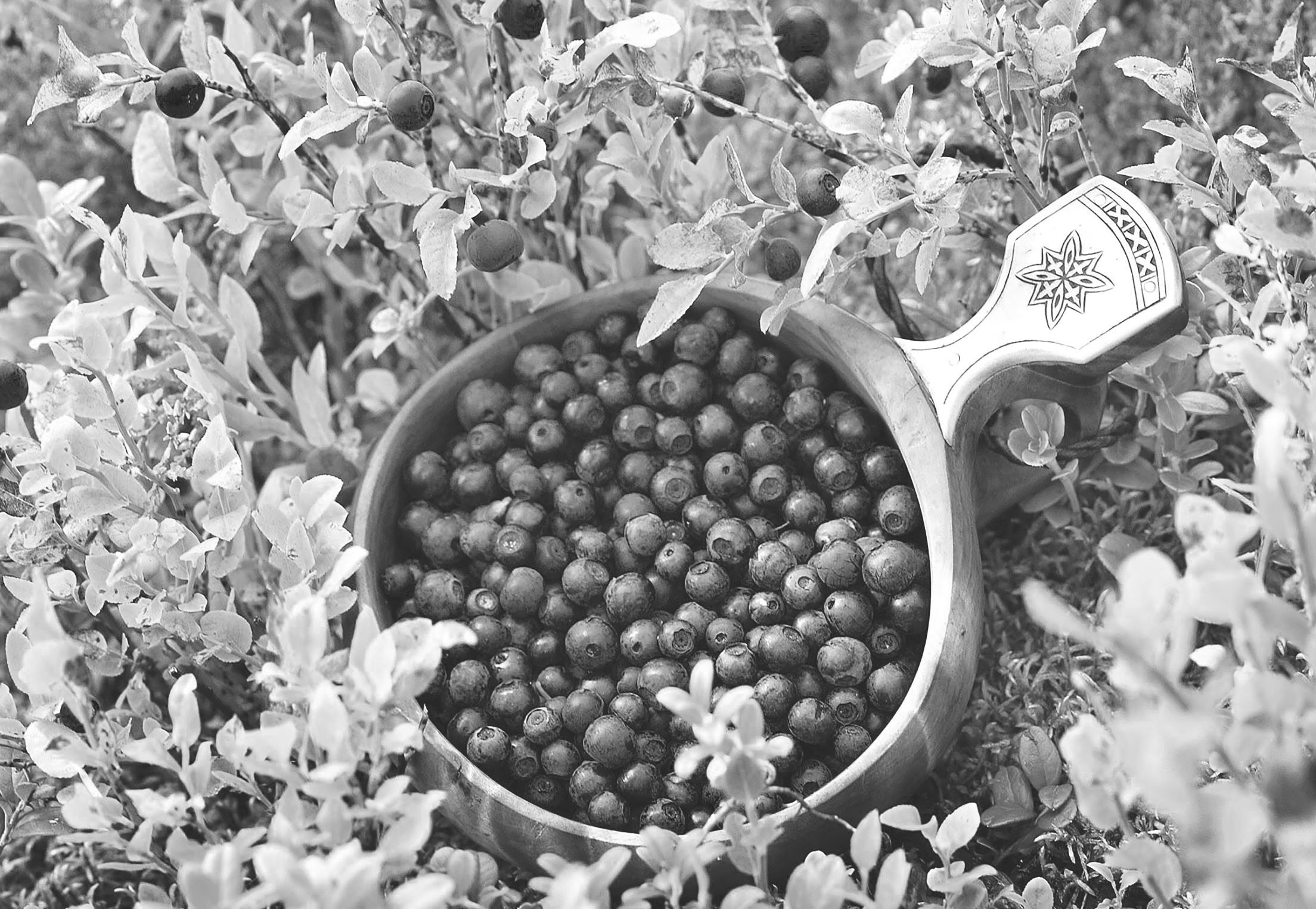 A large wooden bowl filled with freshly picked blueberries in the forest