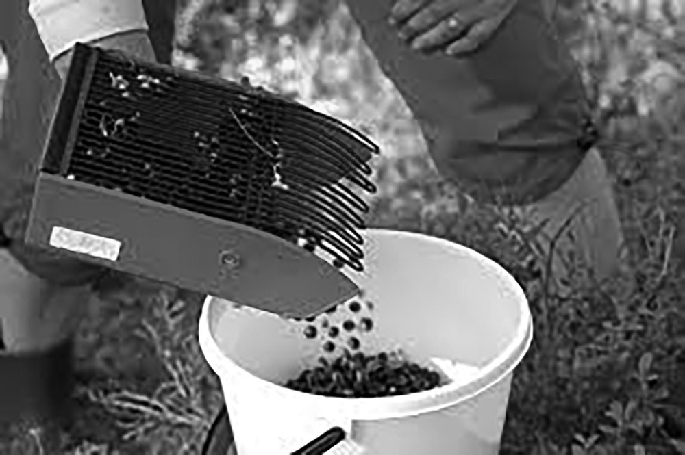 A handheld berry harvester tool with metal fingers