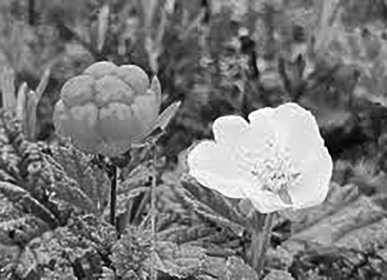 A cloudberry plant in its natural swamp habitat