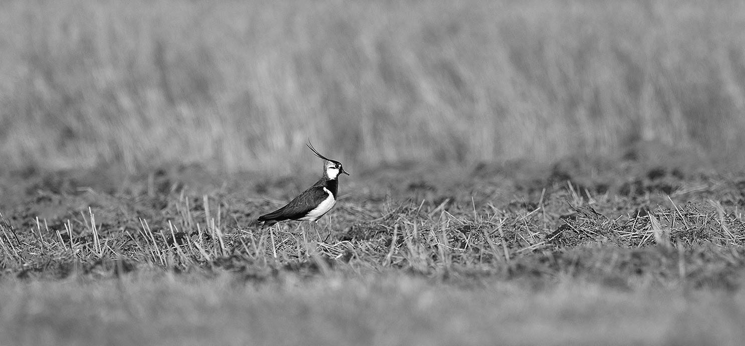 A black and white photograph of a northern lapwing bird standing in a frost-covered, open field.