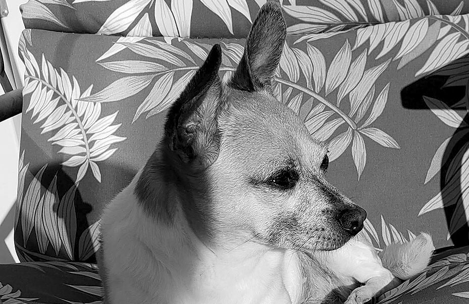 Small terrier-type dog sitting on a patterned cushion facing right